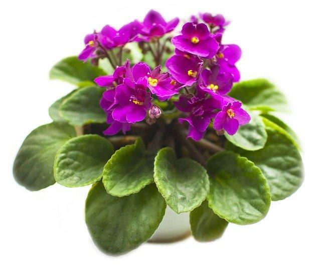 African Violets are cat friendly so you don't need to know how to keep your cats away from plants.