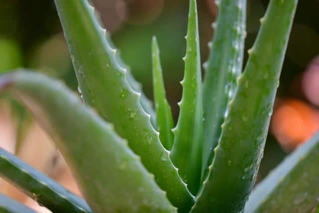 Aloe vera is an excellent west facing window plant.