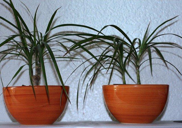 Draceana are one of the best north facing window plants