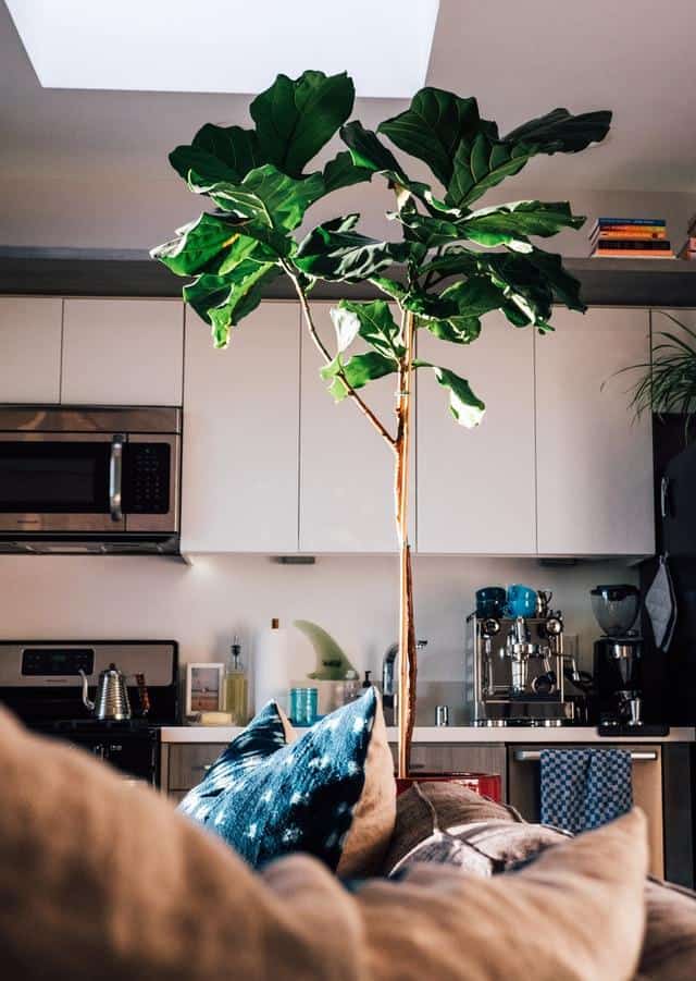 Fiddle leaf fig, one of the best west facing window plants.