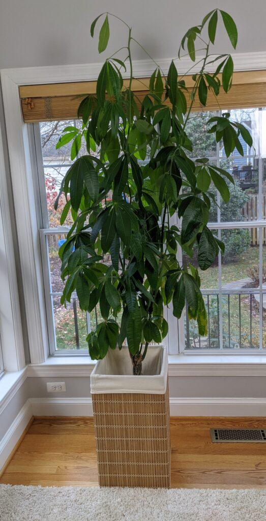 how to prune a money tree that is too tall