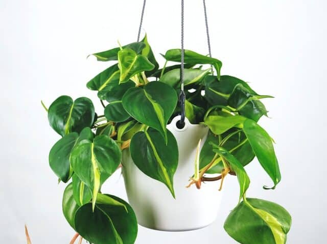 Philodendron is one of the best east facing window plants.