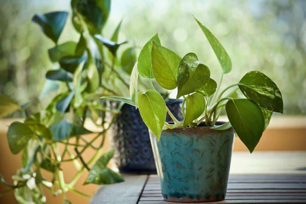 Pothos are one of the best north facing window plants