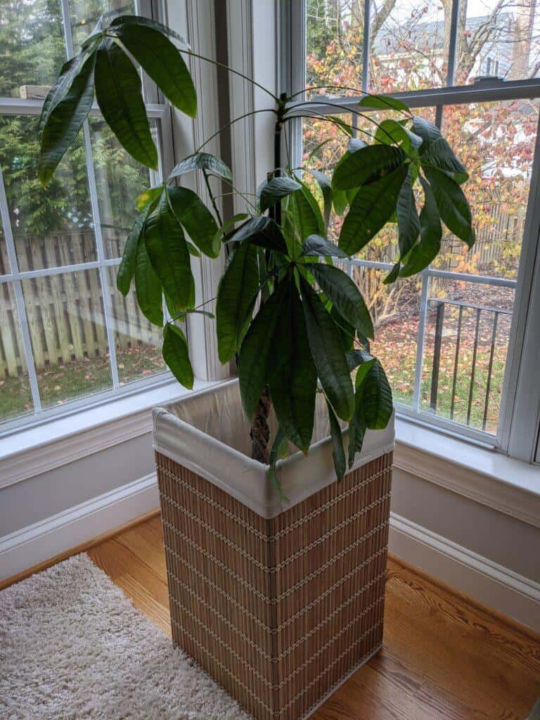 Money Tree after pruning