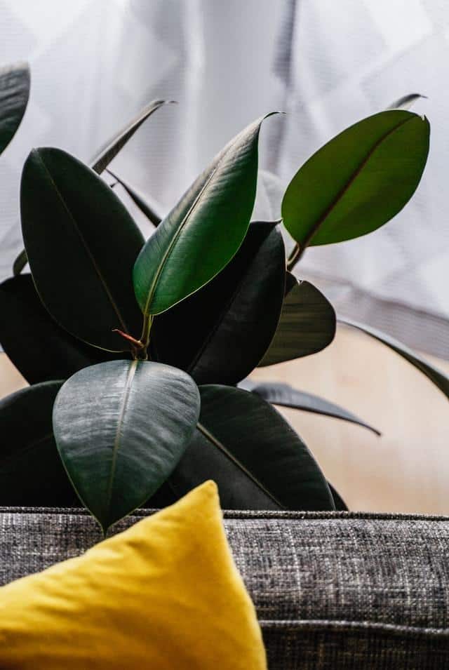 Rubber tree is one of the best east facing window plants.