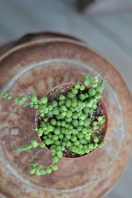 String of Pearls on of the best south facing window plants
