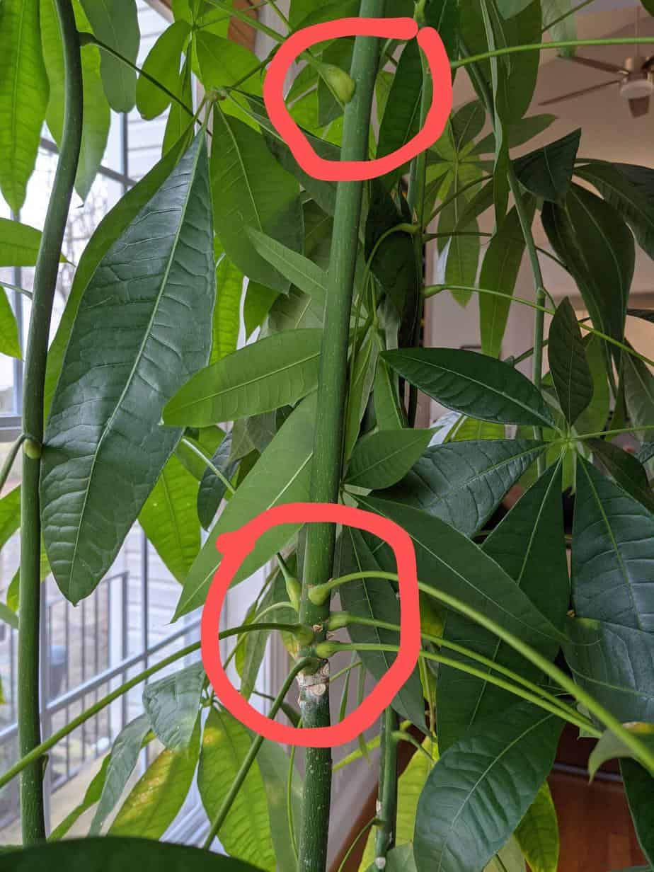 Money Tree Too Tall And Skinny - How to Fix It  