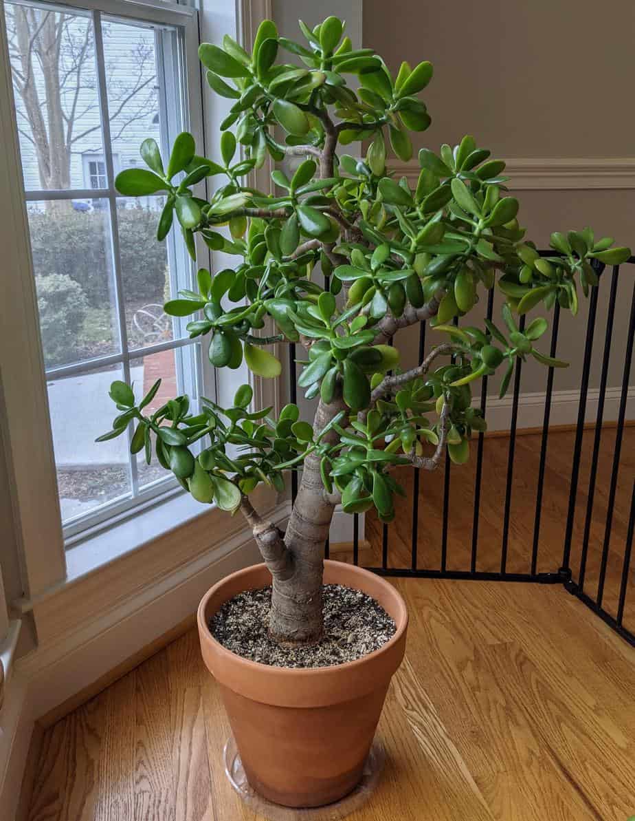 After Jade Plant pruning