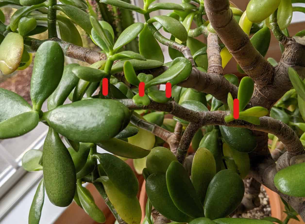 where to prune a jade plant