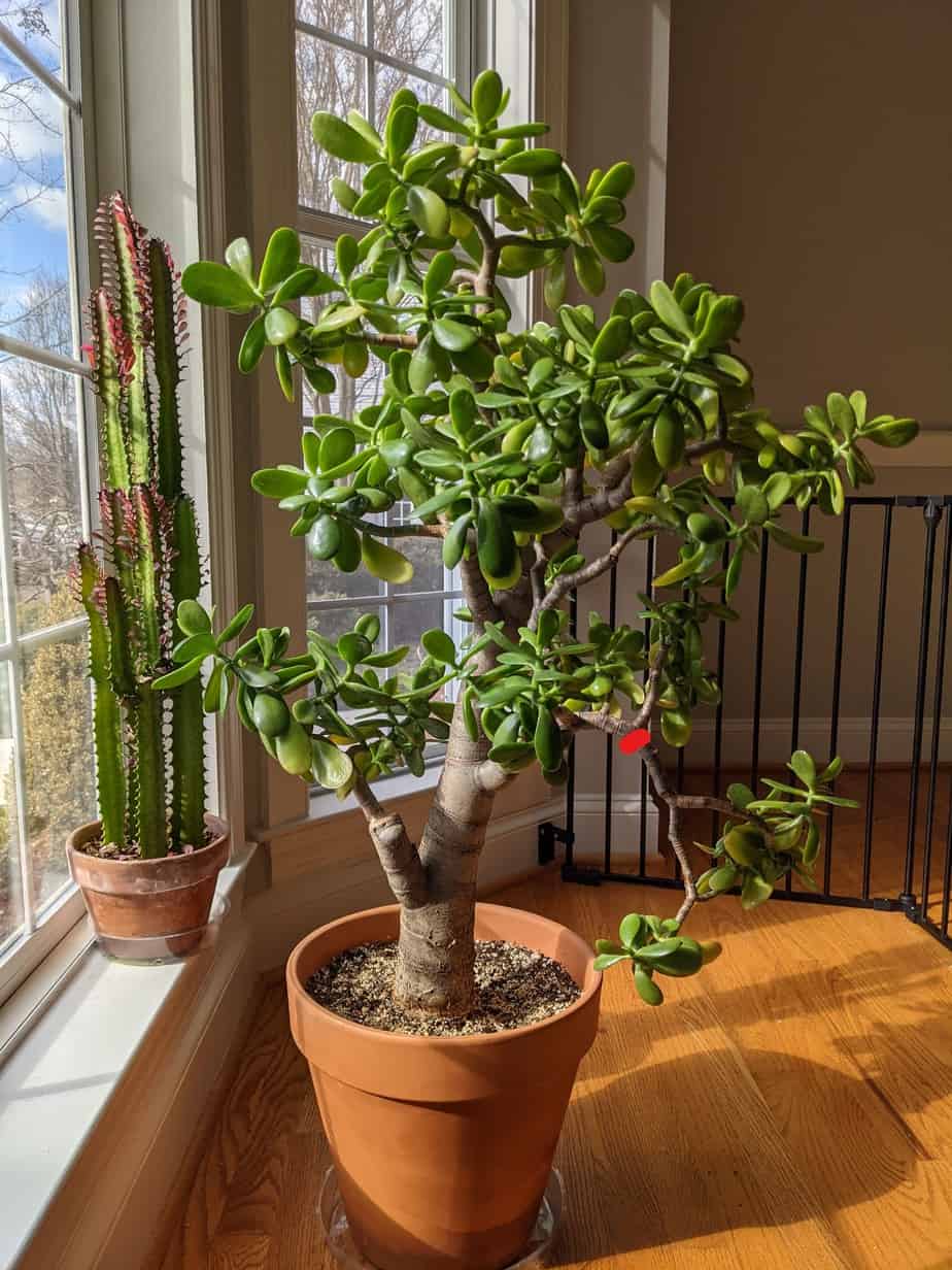 Jade Plant Pruning Step by Step (With Photos) Grow It Inside