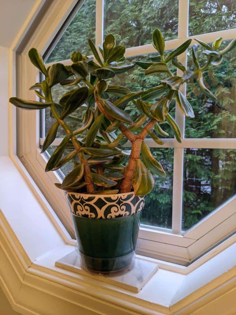 Jade Variegated a great south facing window plant