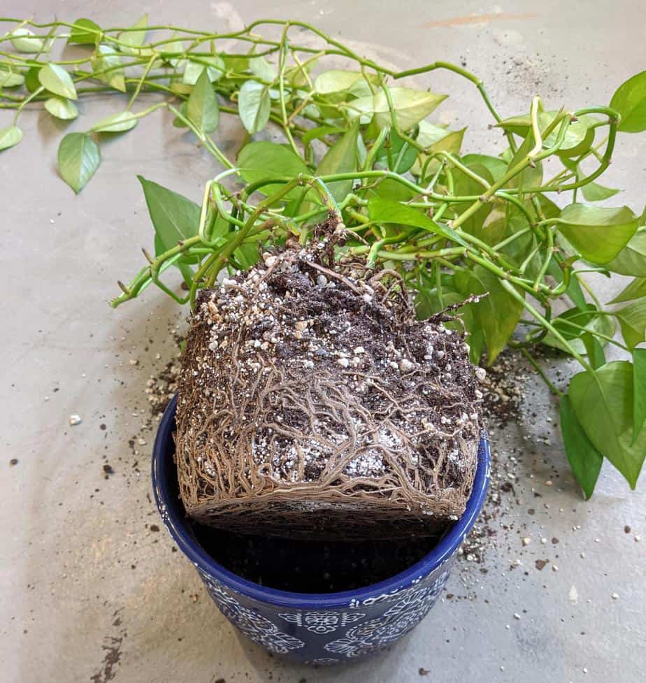 Root before repotting pothos