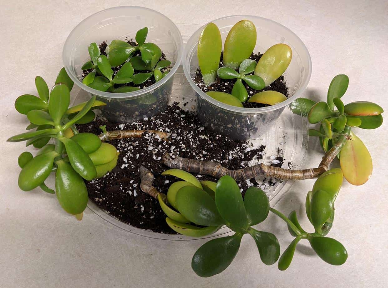 Jade Plant propagation in soil