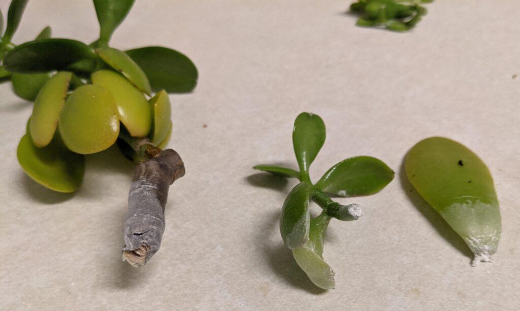 Jade plant propagation with rooting hormone
