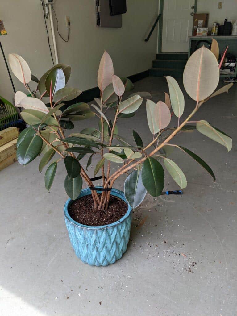 Rubber Tree Repot After