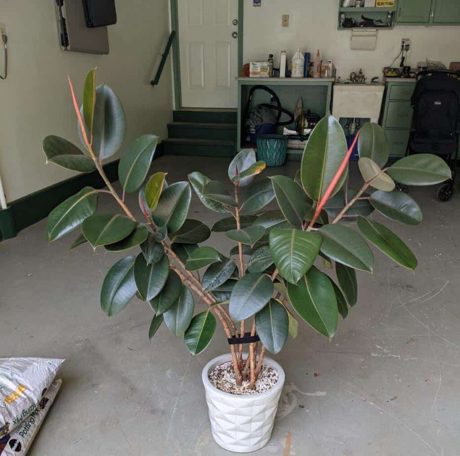 Burgundy Rubber Tree Repot Before