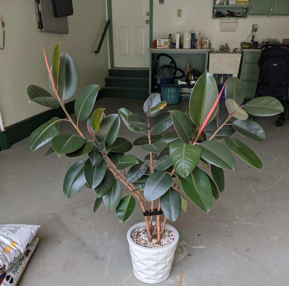 How to Repot a Rubber Plant 