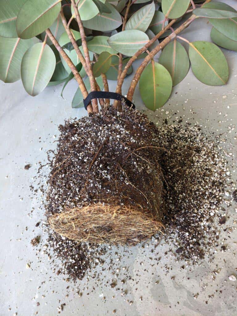 Rubber Tree Roots