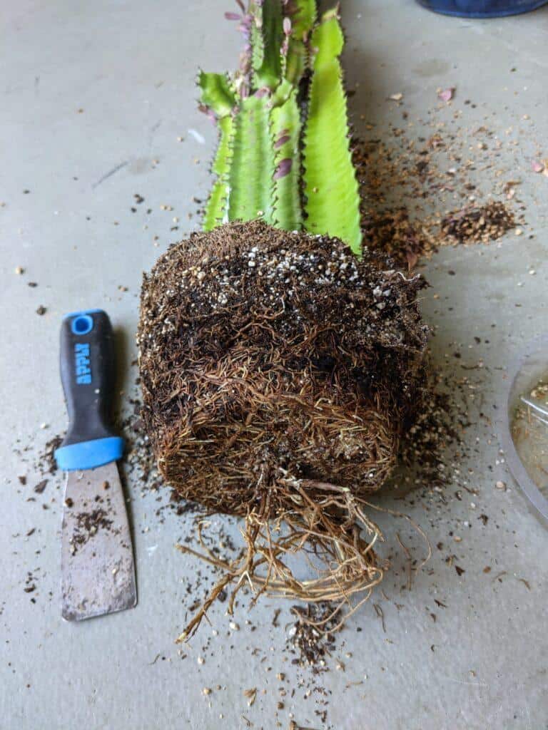 Euphorbia trigona root bound