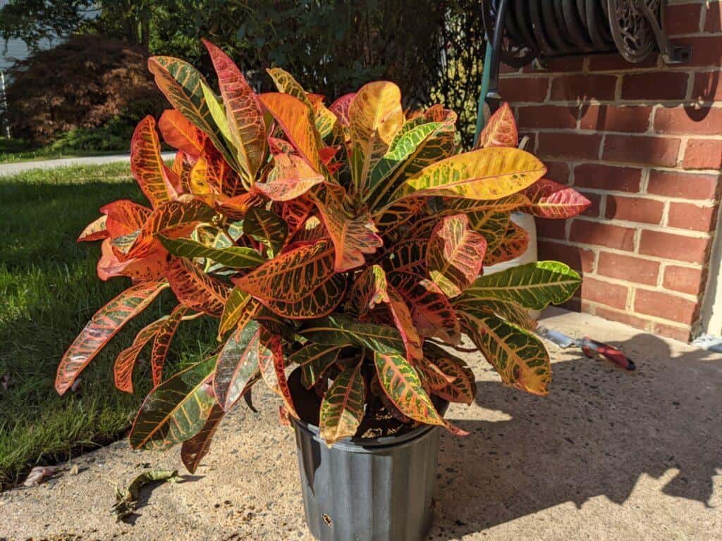 How to Divide Croton Plants   .