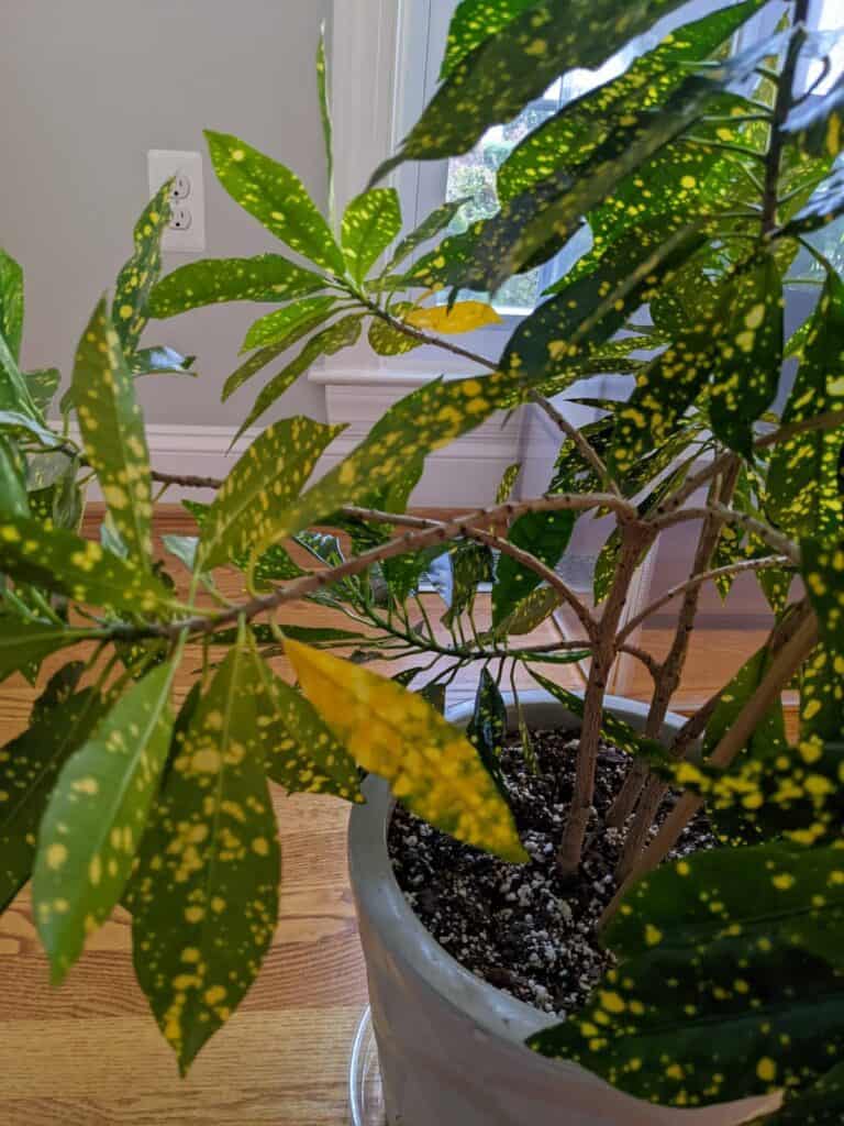 gold dust croton yellow leaves