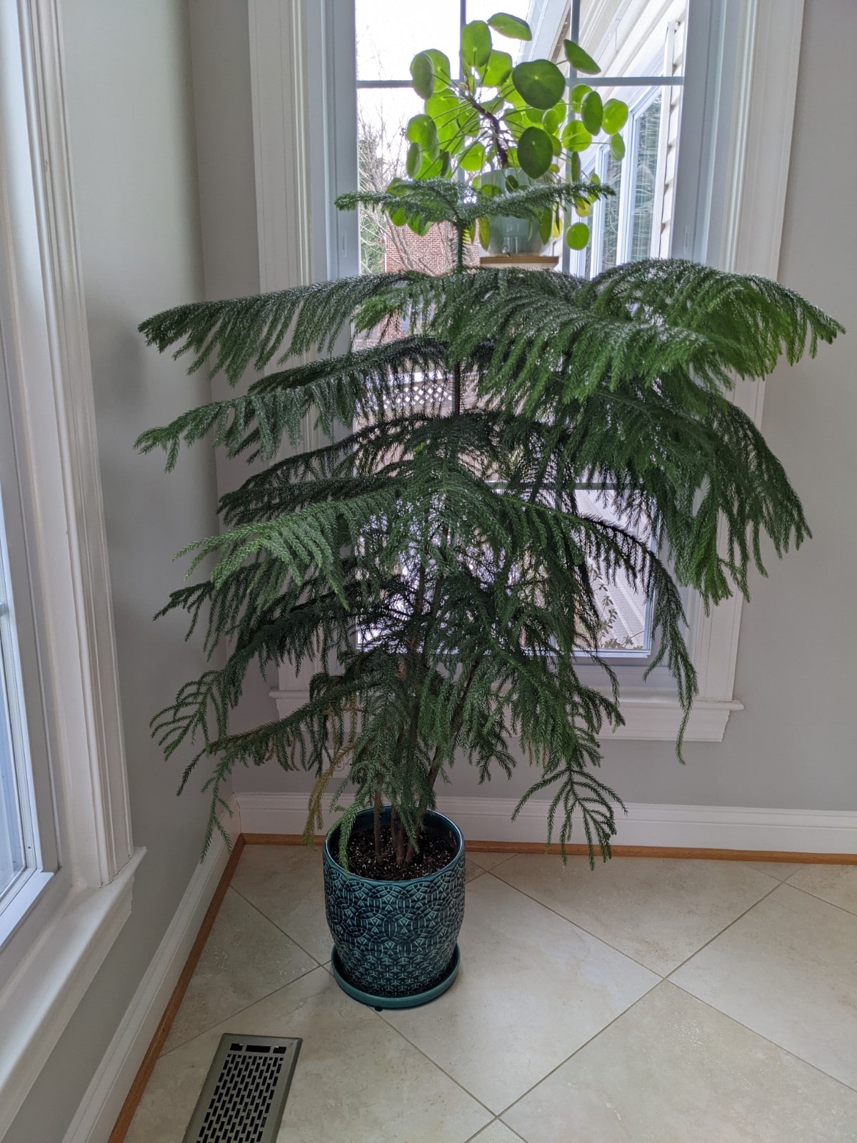 Diagnosing And Fixing Norfolk Pine Problems
