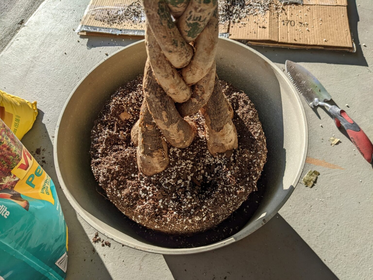 The Ultimate Guide To Successful Palm Tree Repotting: A Step-by-Step Approach