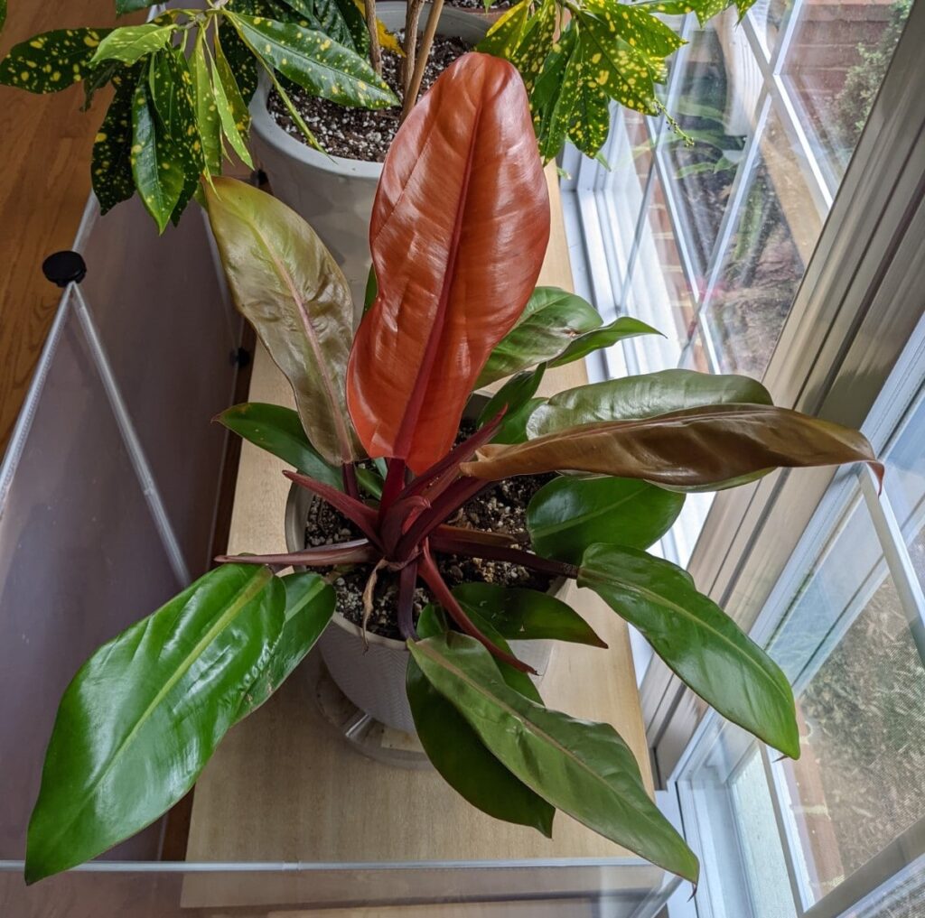 Prince of Orange Philodendron Light Requirements
