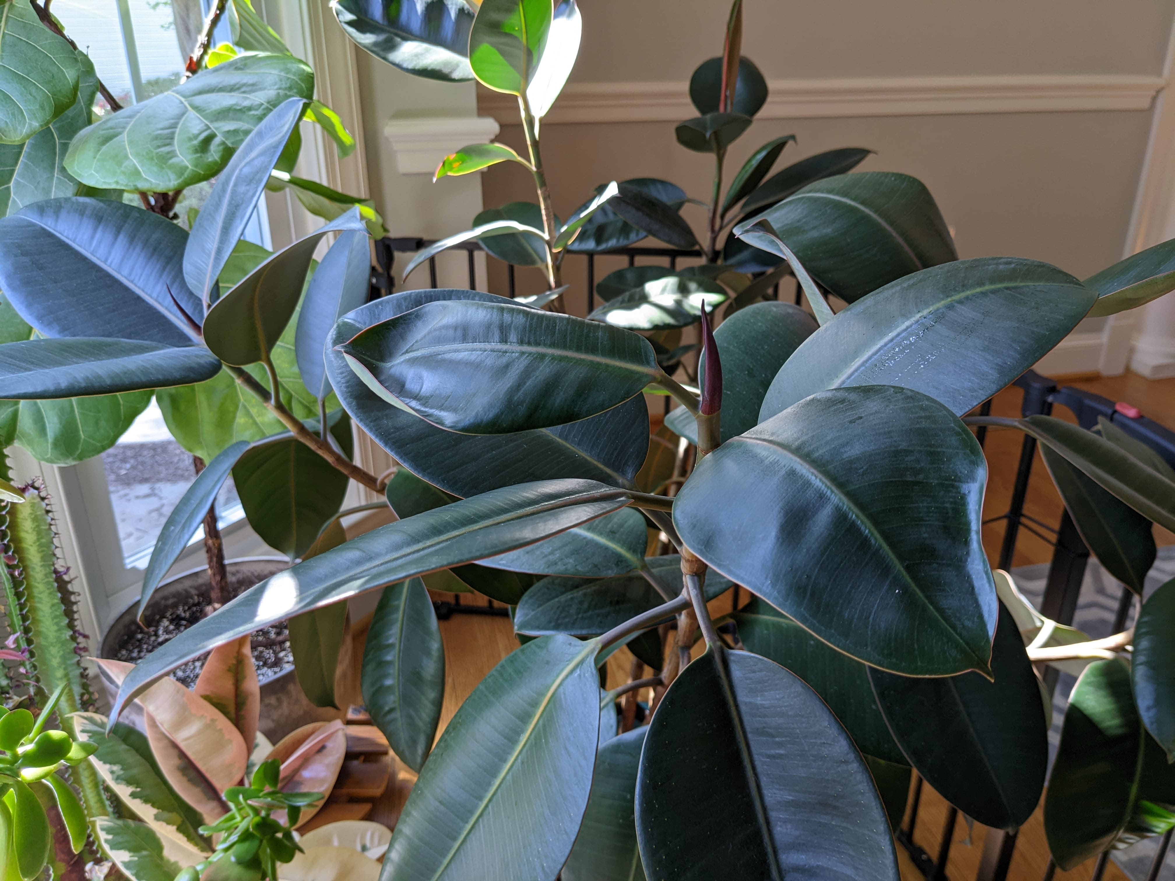 Why My Ficus Elastica Leaves Curling? - growitinside