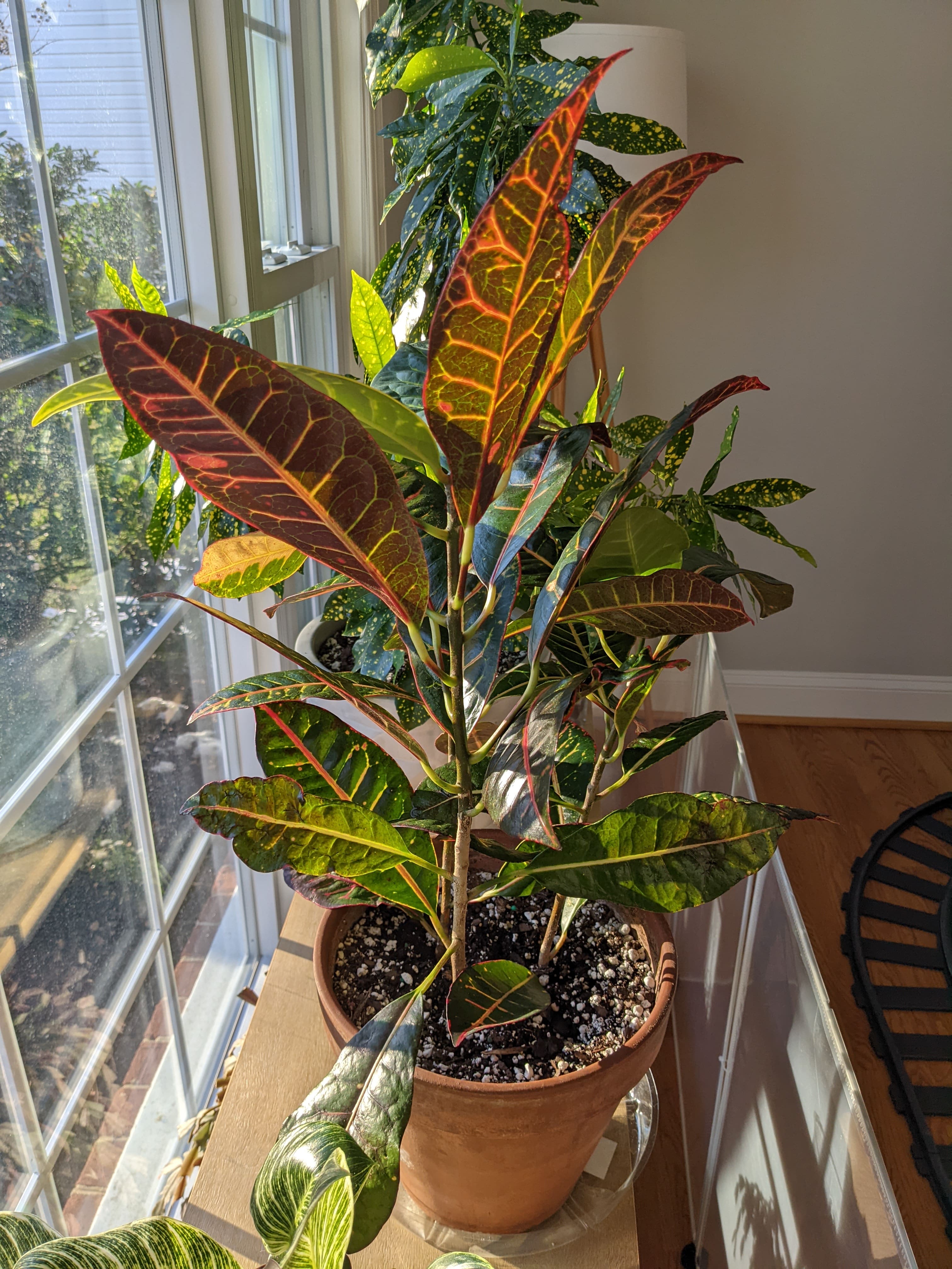 How to Fix Croton Petra Leaves Drooping