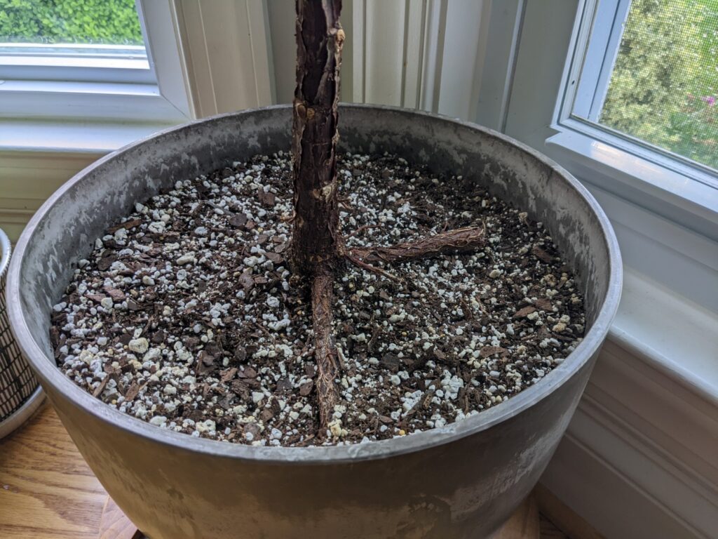 fiddle leaf fig roots above soil