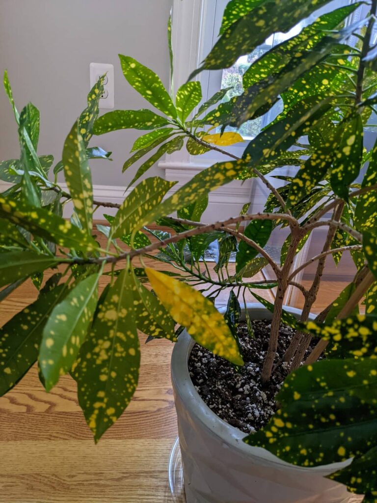 croton plant care leaves falling off