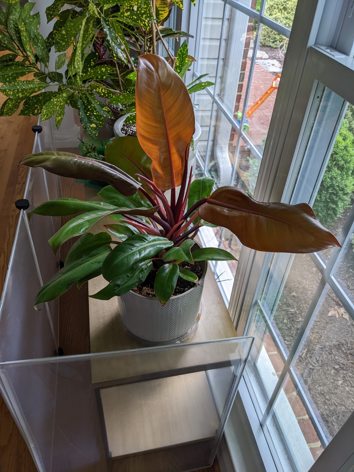 Philodendron Prince Of Orange