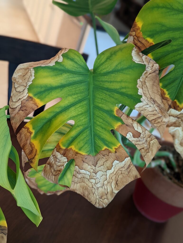 monstera leaf overwatered