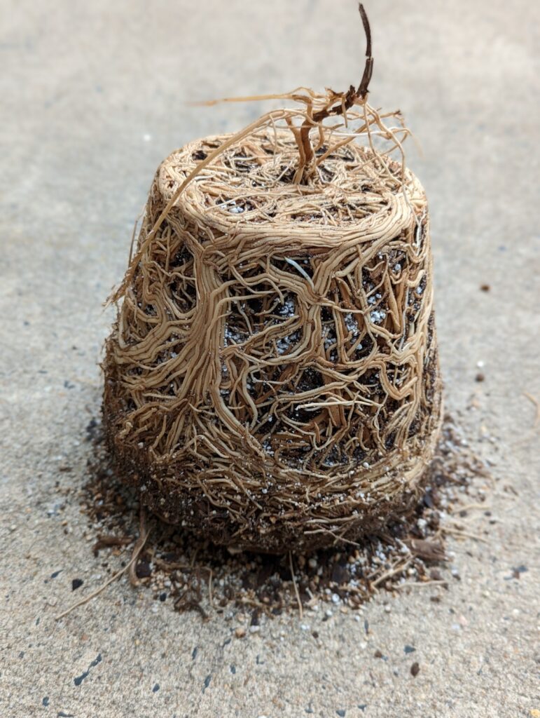 Monstera root rot