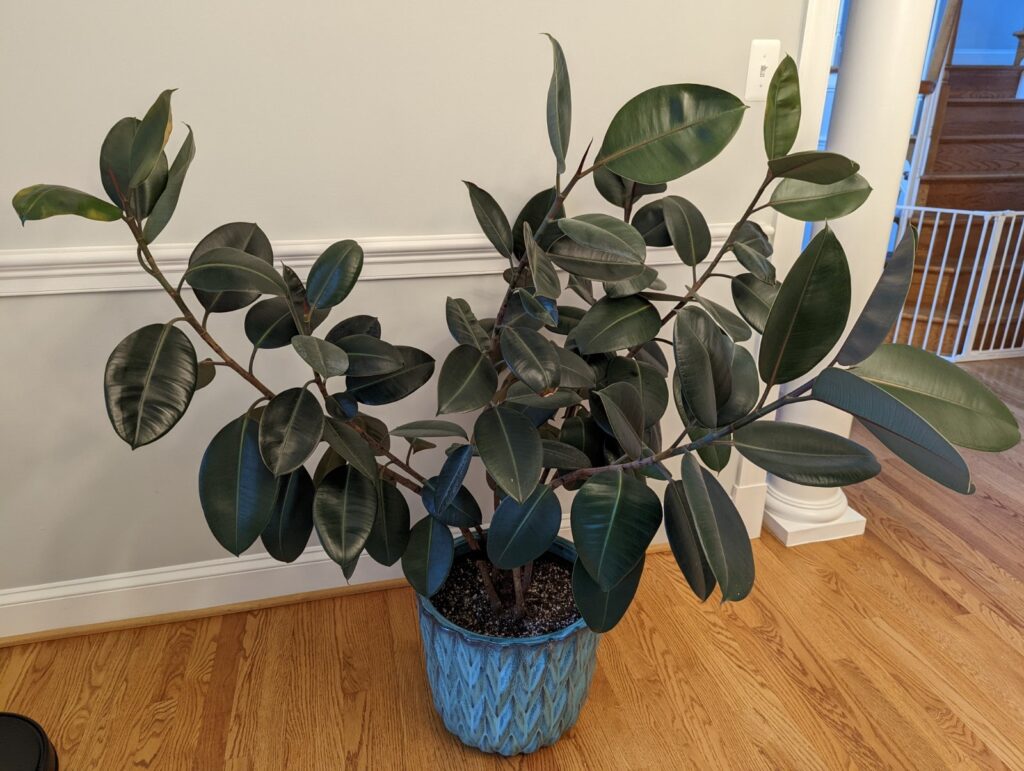healthy rubber plant
