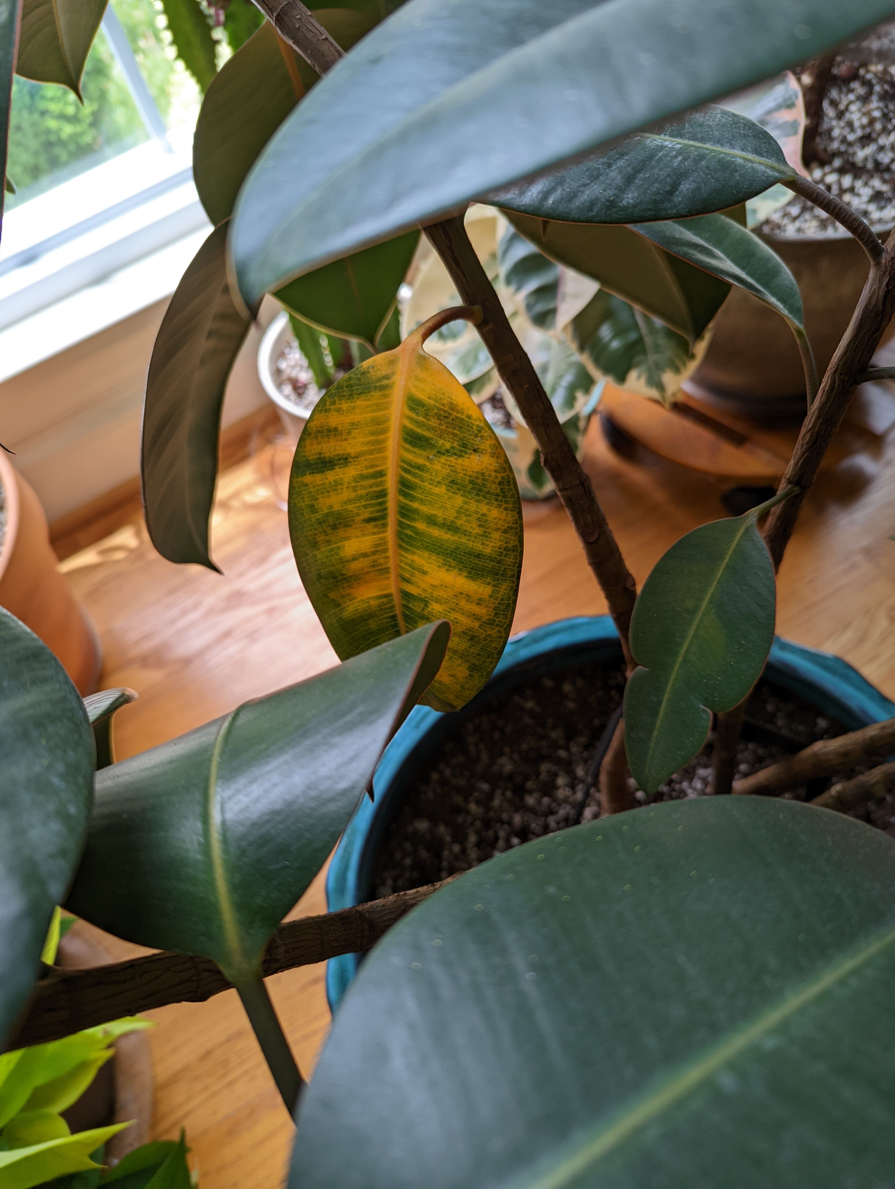 rubber plant leaves turning yellow