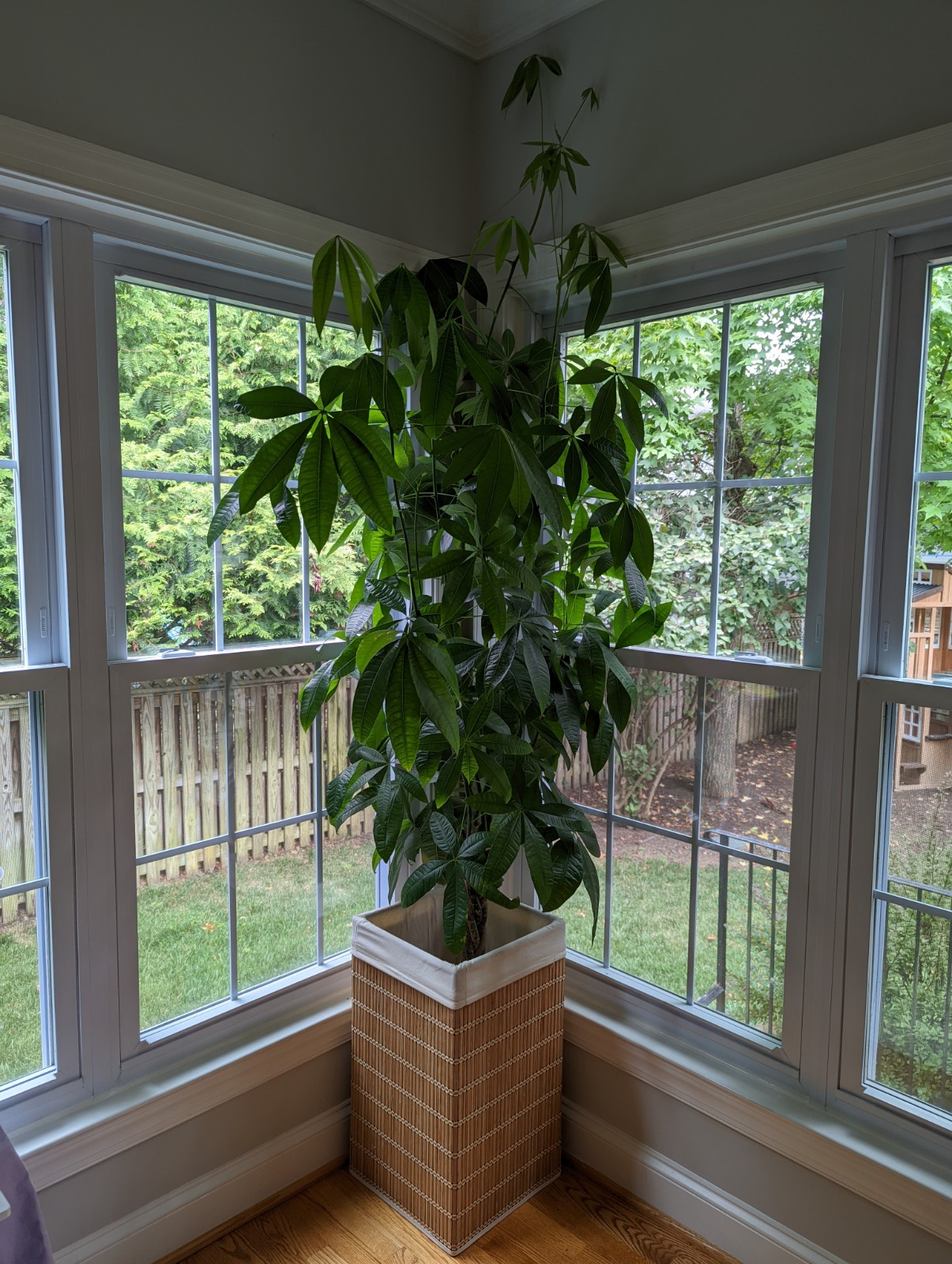 How to Effortlessly Prune a Money Tree for Maximum Growth